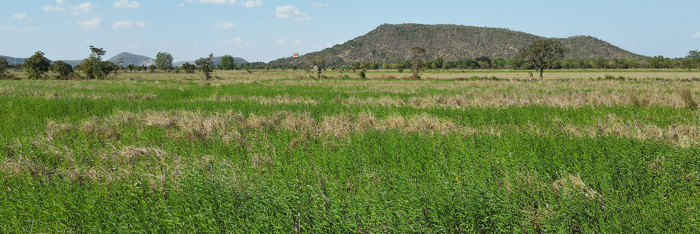 Grass cover in Batambong province